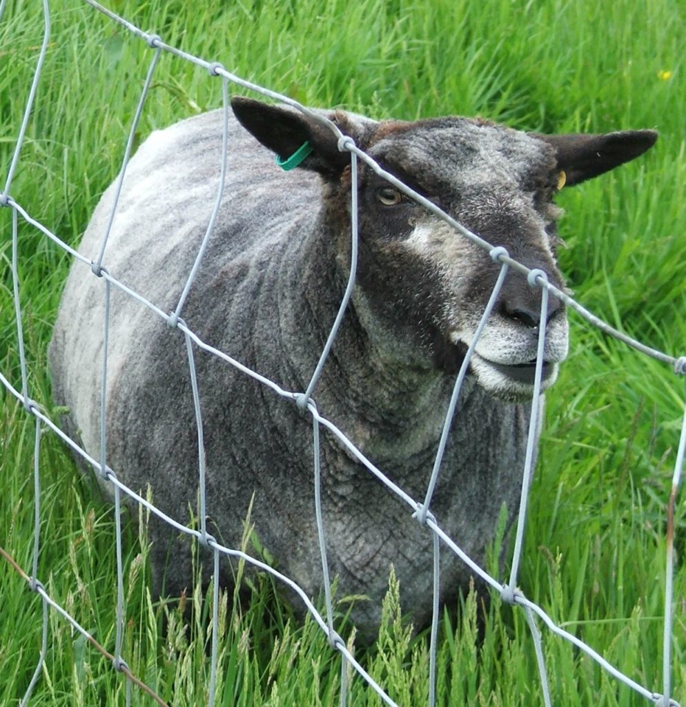 Ryeland wool: image of coloured ryeland (grey) sheep, post-shearing