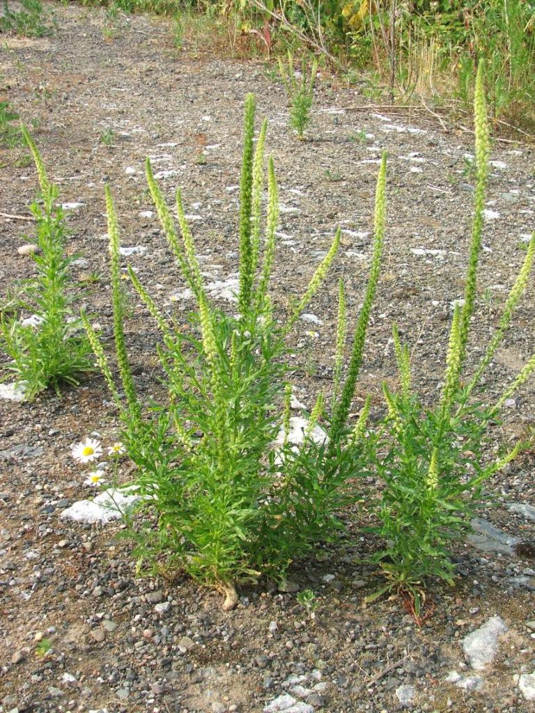 Dyer's rocket plants growing on waste ground near the River Severn in Worcester