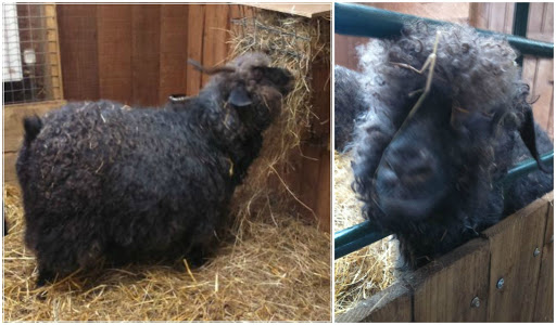 Fleece and Fibre at the Small Breeds Farm: Image of Abigail and Anita angora goats at the Small Breeds and Owl Centre, Kington, Herefordshire