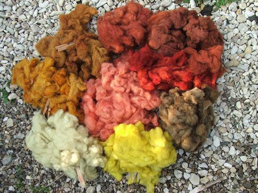 The Case of the Disappearing Dyer's Rocket - image of small bundles of plant-dyed fleece; at the bottom is a sample of wool fleece dyed yellow with dyer's rocket