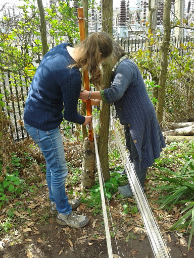 Measuring linen yarn warp by wraping yarn around a tree and forming a portee cross