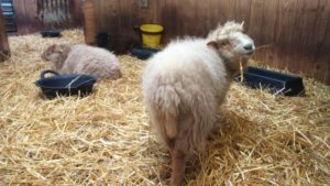 Fleece and Fibre at the Small Breeds Farm: Image of Quessant sheep at the Small Breeds and Owl Centre at Kington, Herefordshire 