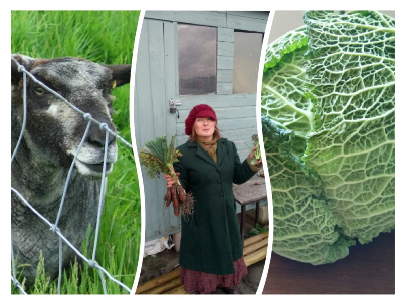 A sheep, author and her allotment-grown carrots and a cabbage signify meat-based and plant-based food for a sustainable diet. Livestock and crops are inter-dependent in a farm environment. Go Homespun, craft and produce more at home, buy less. Liz Pearson