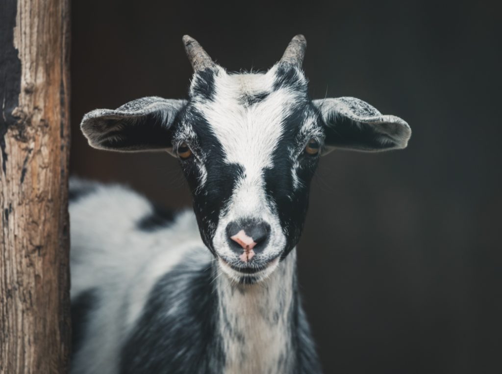 Image of a goat to signify homesteading and food production in upland environments. Photo by Peter Lloyd on unsplash.com