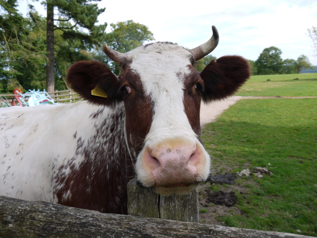 Cow at Acton Scott Victorian Farm in Shropshire