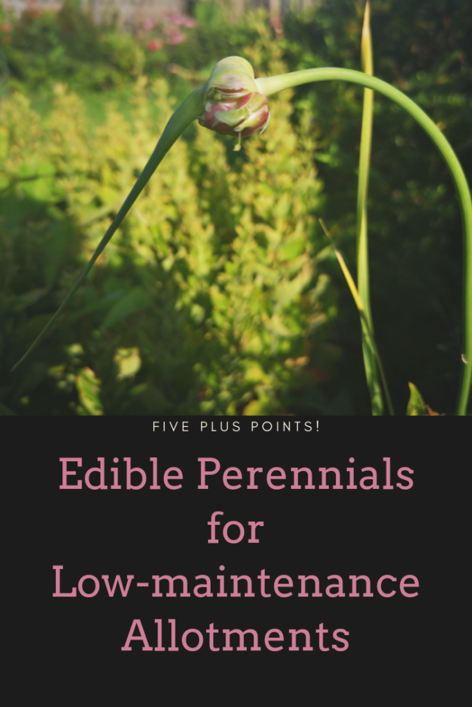 Edible perennials -image of perennial garlic