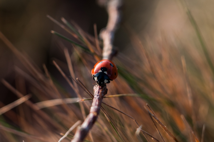 Image of ladybird on a twig, by Timo Vijn on Unsplash.com