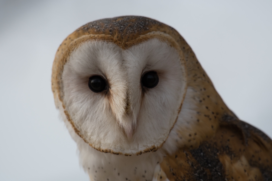 Brining back barn owls to farmland - image of a barn owl by Keith Lazarus on unsplash.com