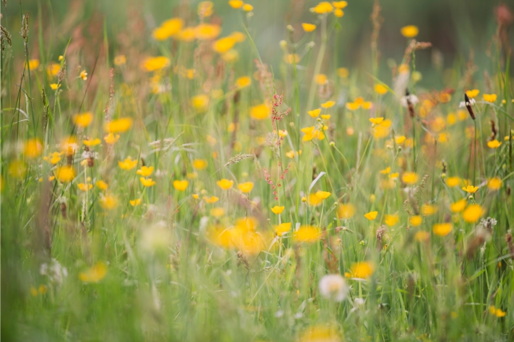 Nature-friendly food - pasture with buttercups