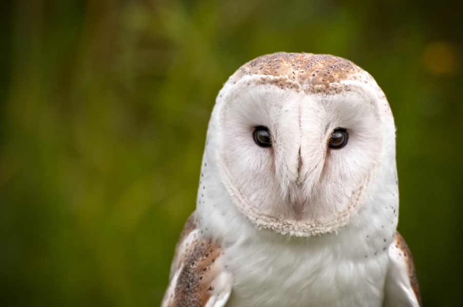 Nature-friendly farming and owls - image of a barn owl by Doug Swinson