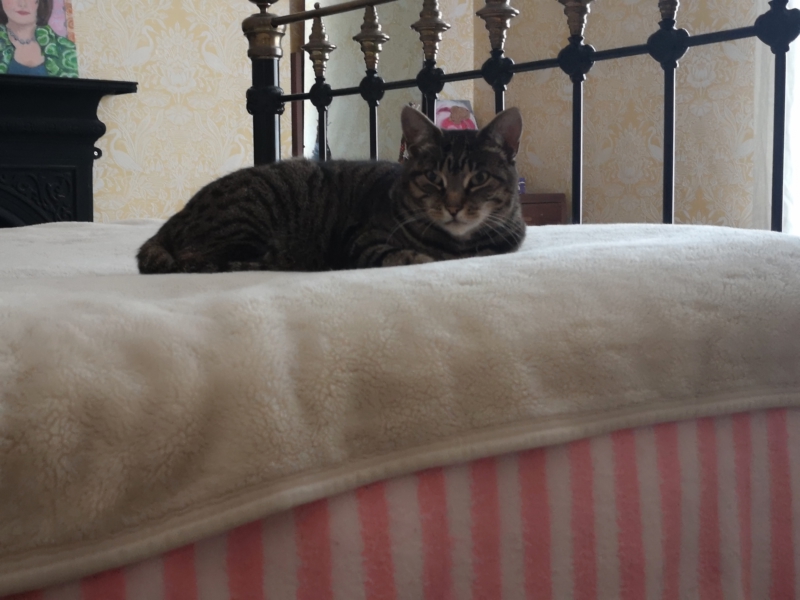 Sheets and blankets: Newly made bed, on which the cat has settled down for the morning