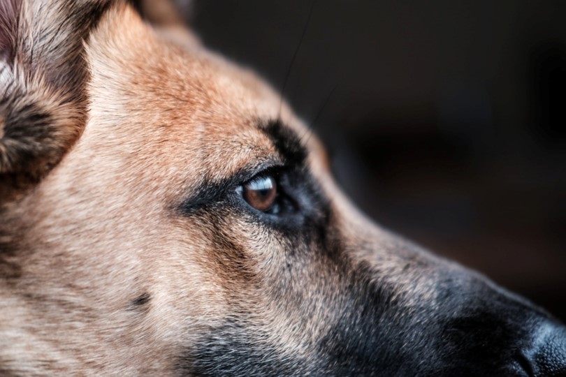 Animals and Ancestors: Close-up photo of the eyes and muzzle of a dog, called 'tan dog' by Lesly Juarez on Unsplash.com, to represent the bones of a medium-sized dog found with the cremated remains of a woman of middle Bronze Age date at Meriden, Solihull, west midlands. 