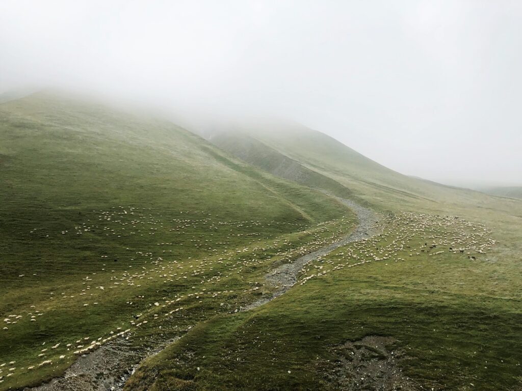 Animals and Ancestors: Image of sheep clusterd along a trackway on a green, hilly hillside, shrouded in mist