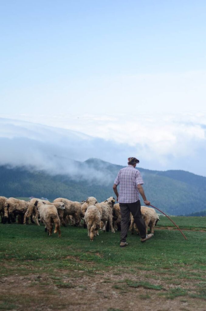 Drover's Roads: back view photo of shepherd walking his flock of sheep in grass field