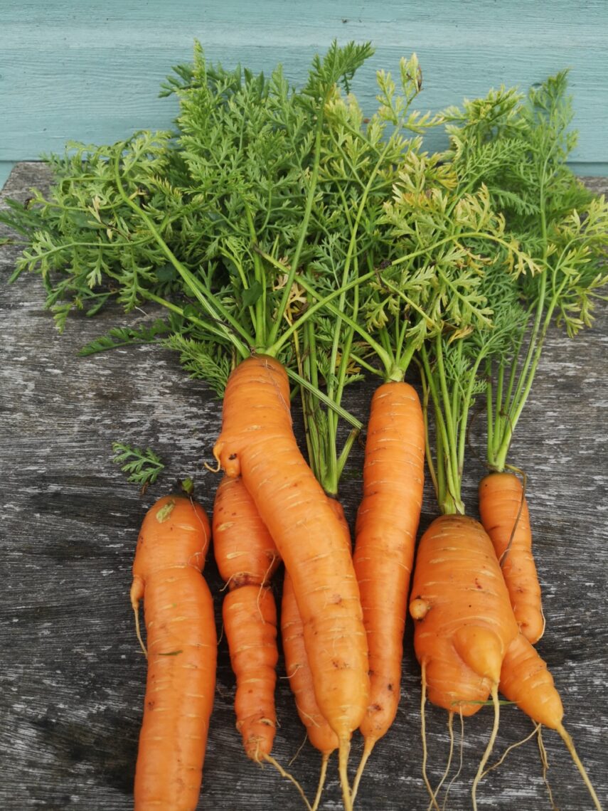 Overwinter Storage In Sand and Compost Puts: image of bunch of carrots, freshly pulled from the allotment