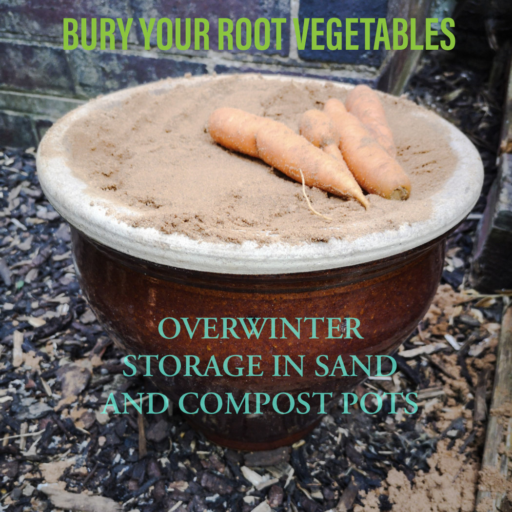 Bury Your Root Vegetables: Overwinter Storage In Sand and Compost Pots