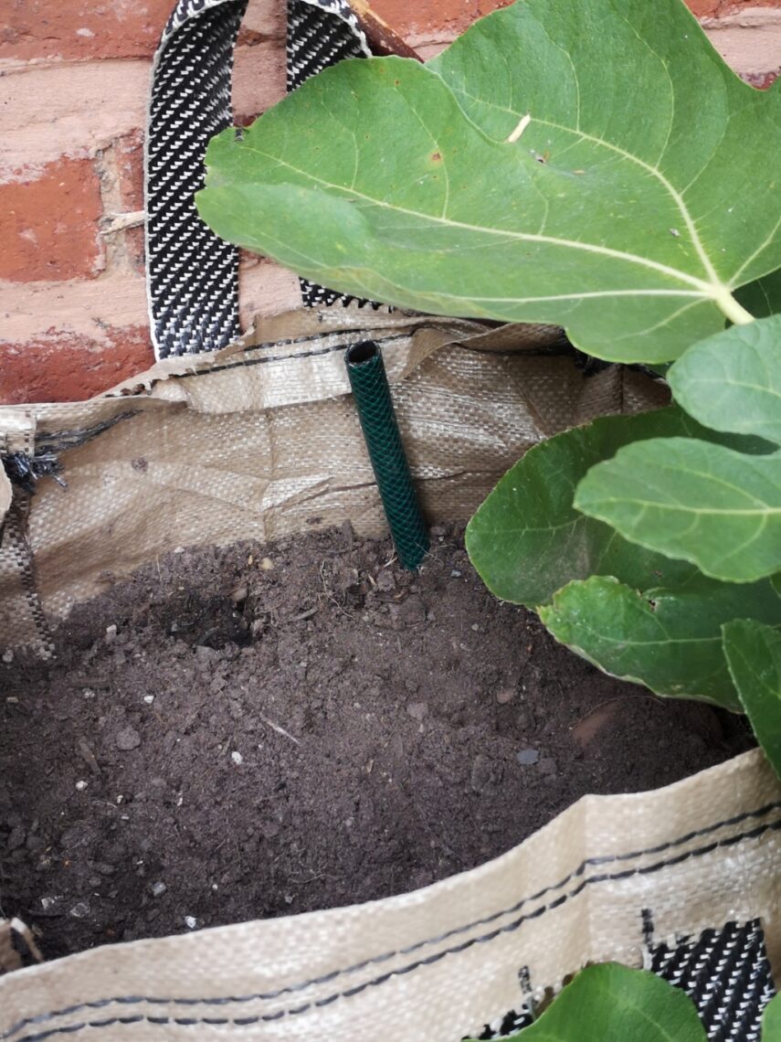 Bury Your Root Vegetables: image of a pair sack full of compost, in the backyard, squeezed in between a fig in a pot, and a stone tough. Another place to bury vegetables.