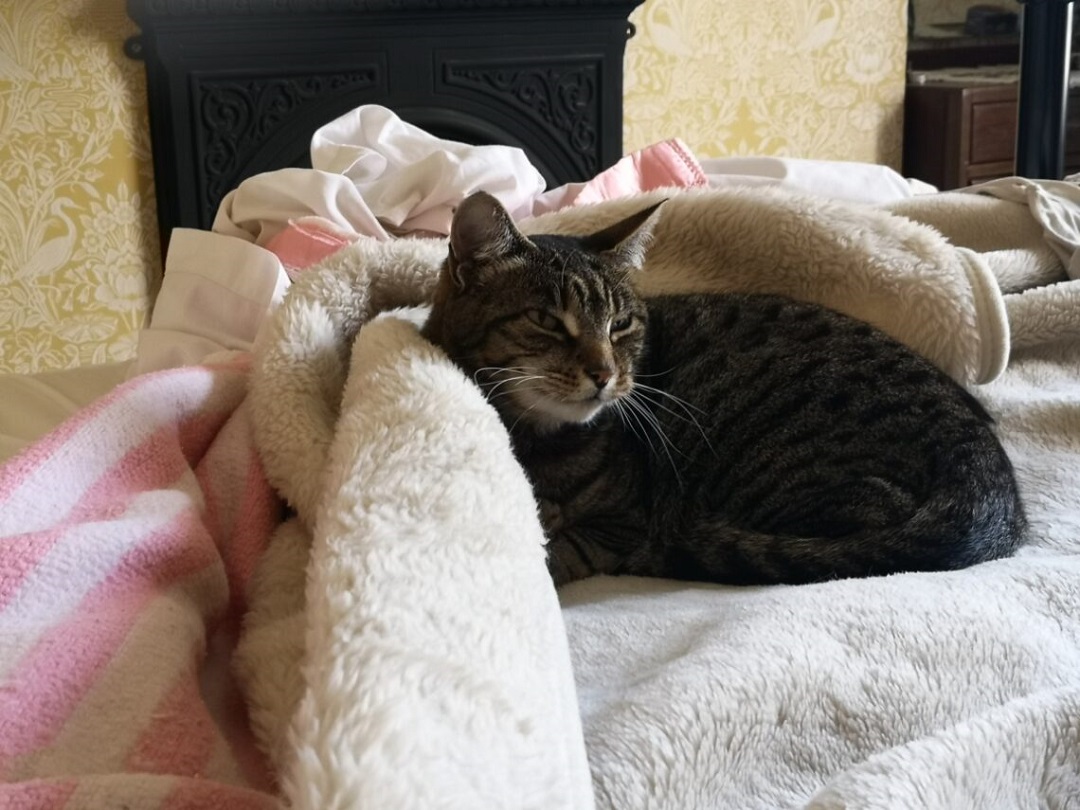 Sheets and Blankets: Image of rumpled sheets and blankets, and cat nesting in blankets