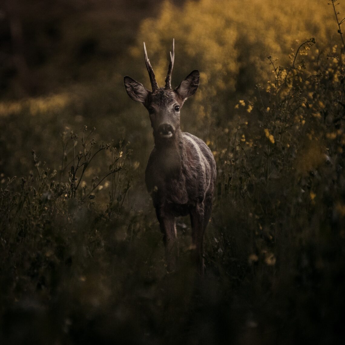 A Life Lived With Animals: image of a roe deer, representing the remains of animals found amongst the cremation remains of a young man in a Bronze Age burials site, and signs of a life lived with animals. Photo by Enguerran Urban on Unsplash