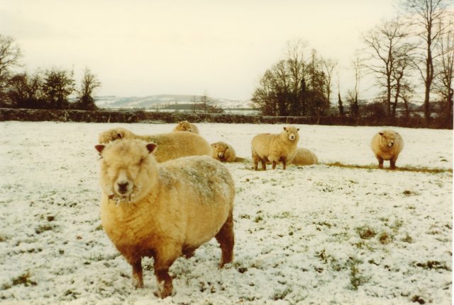 Softest British Wool - image of Ryeland sheep in the snow by Richard Webb