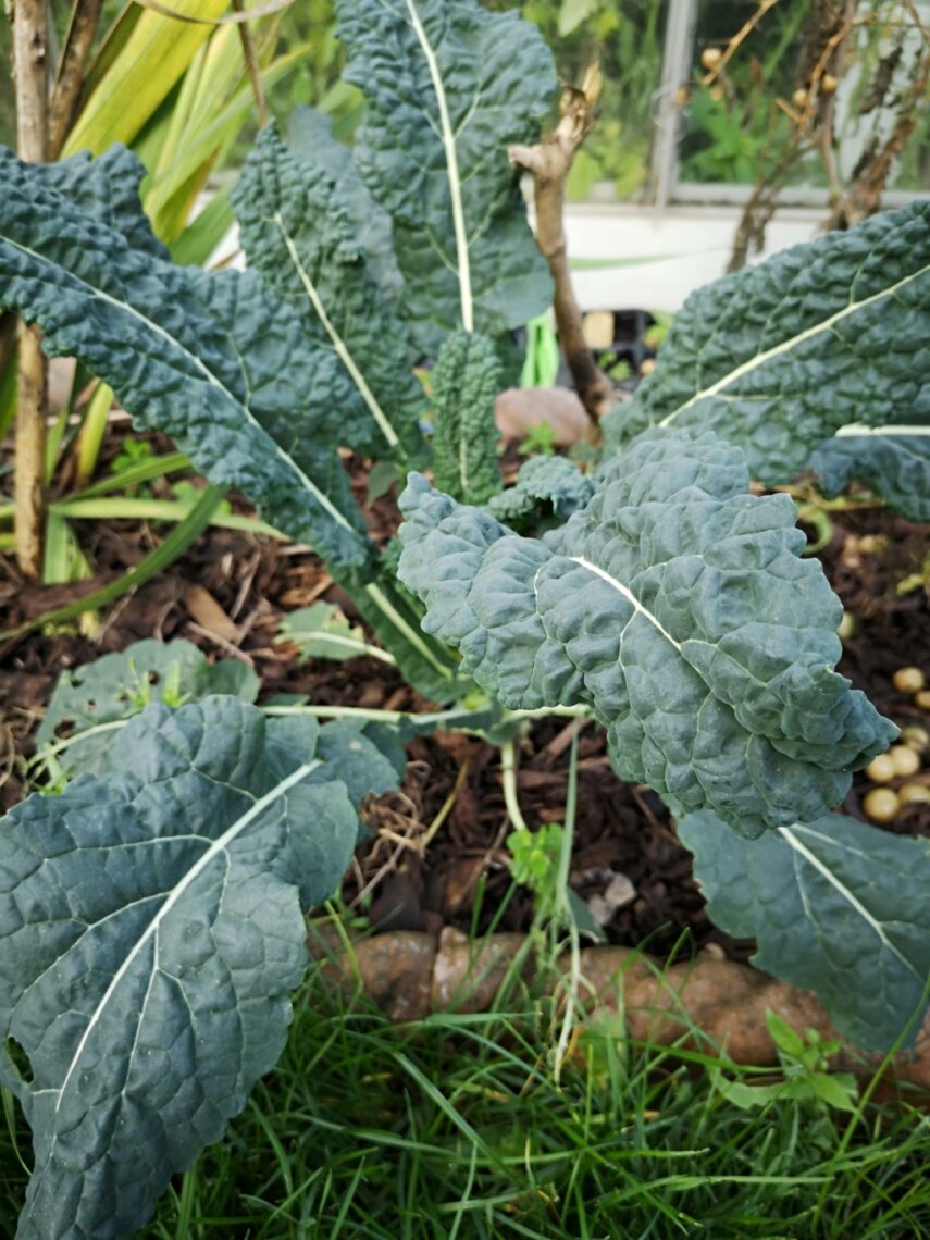 Small Productive Garden: Kale growing in a flower border in the garden