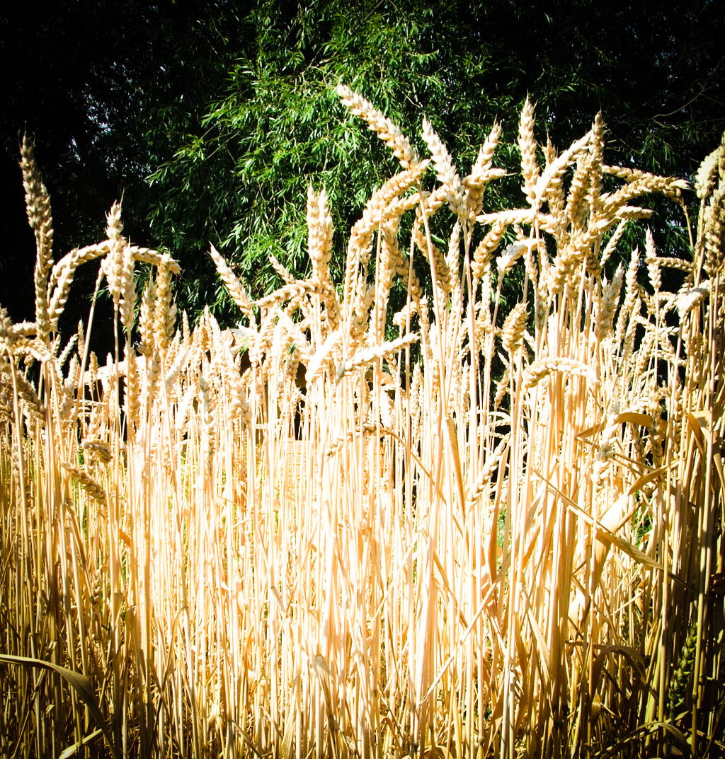 Maris Widgeon (heritage Wheat) growing on allotment plot