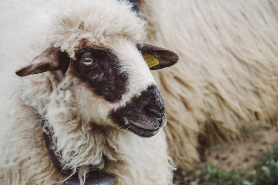 Imaginary Homestead - white sheep, with black nose markings by ciprian boiciuc on unsplash.com