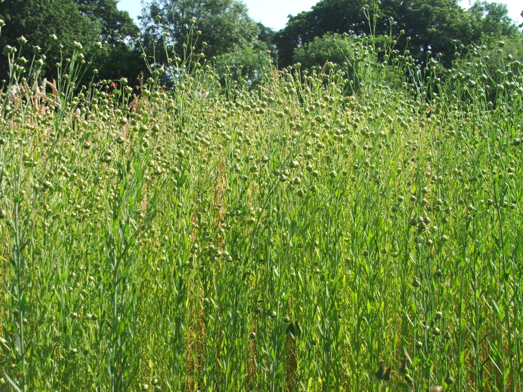 Regenerative Fashion - semi-ripe flax in a field