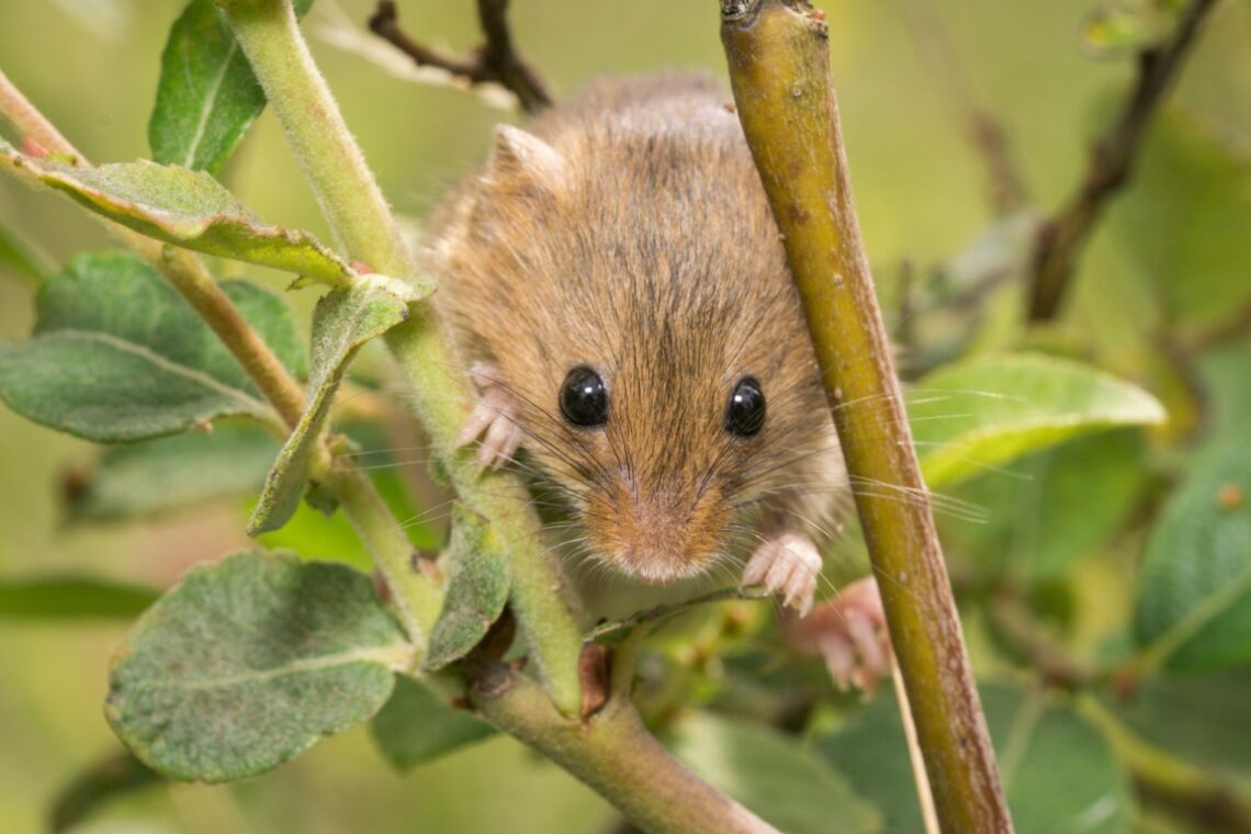 Wildlife and fibres: image of ?field or harvest mouse by Colin Davis on Unsplash.com