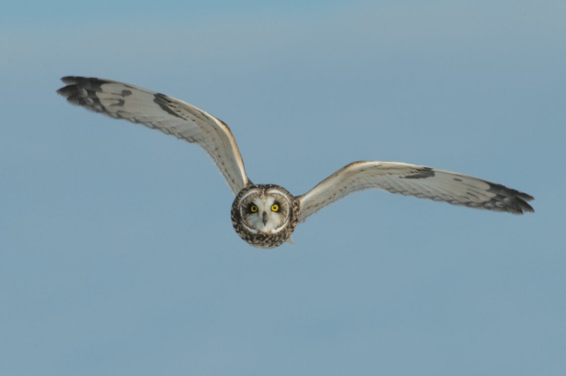 Barn owl in flight by Richard Lee on unsplash.com