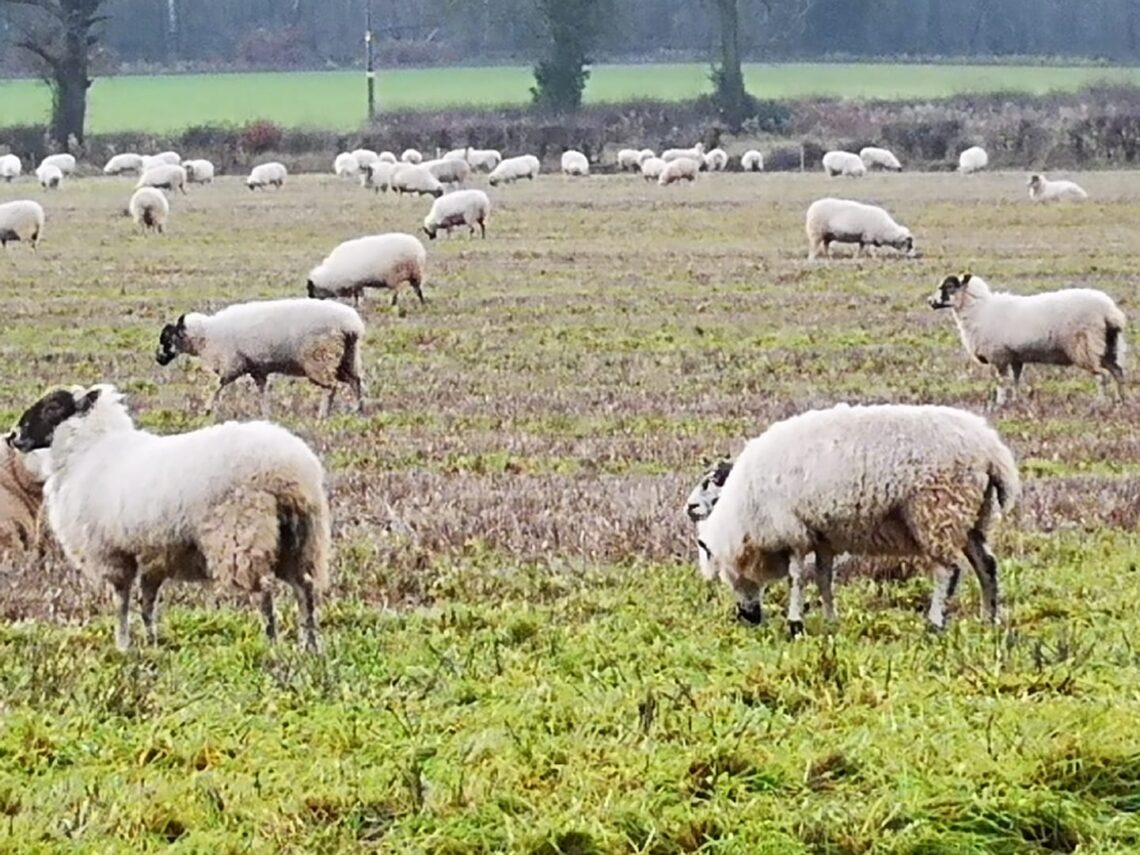 Eat More Nose to Tail. Image of sheep grazing in a fallow field.