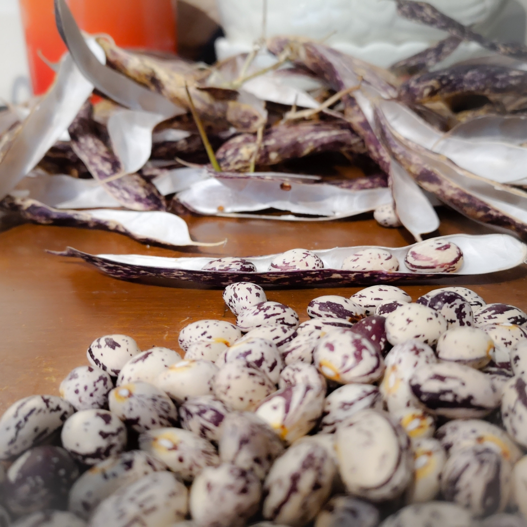 Image of shelled borlotti beans and empty pods