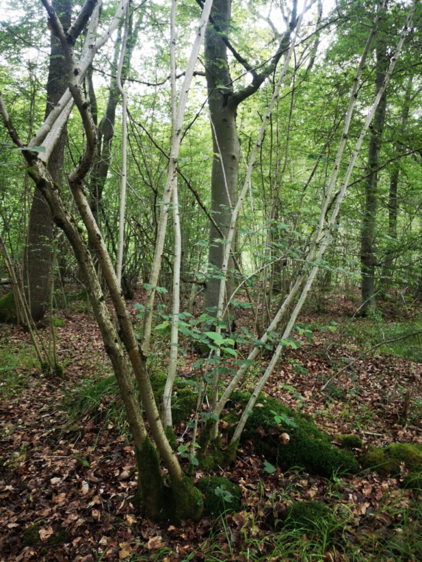 Coppiced woodland - Monkswood, Worcestershire