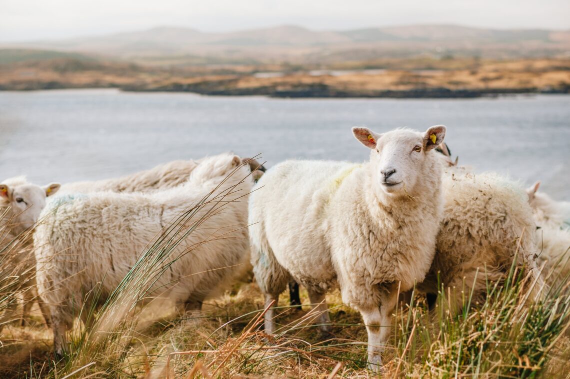 Sheep grazing a field on the shore of a river which can produce wool for regenerative goods.