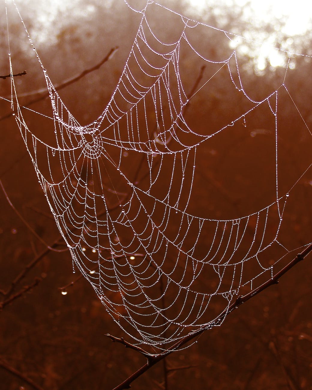 Wildlife and carbon footprint calulators: close up of a spider's cobweb