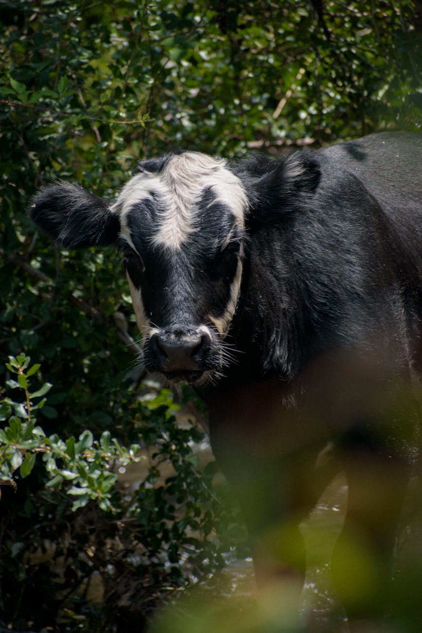 black cow near bushes